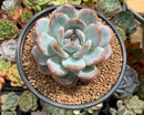 Echeveria 'Orange Monroe' 3"-4" Succulent Plant