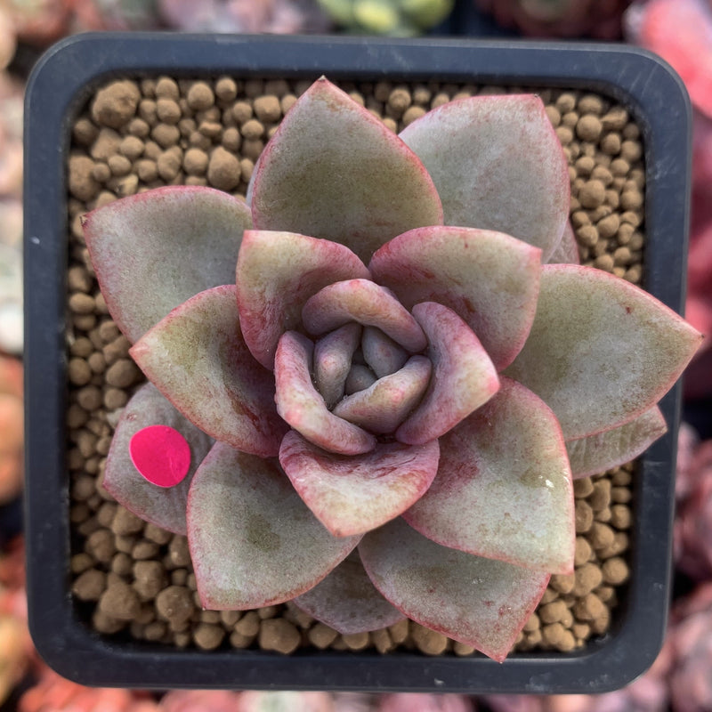 succulent deutsch Echeveria 'German Champaign' 2" Succulent Plant – True Succulents Plant Co