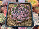 Echeveria 'Chung-Ha' 2" Succulent Plant