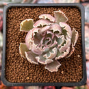 Echeveria 'Apricot' 1" Succulent Plant