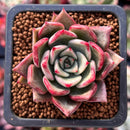 Echeveria Agavoides 'Silonica' 2" Succulent Plant