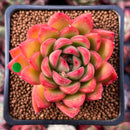 Echeveria Agavoides 'Happy' 2" Succulent Plant
