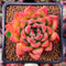 Echeveria Agavoides 'Happy' 2" Succulent Plant