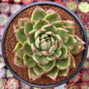 Echeveria Agavoides 'Jillian' Variegated 4" Succulent Plant