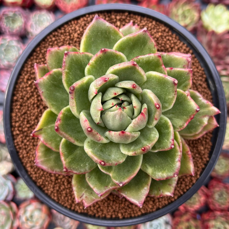 Echeveria Agavoides 'Jillian' Variegated 4" Succulent Plant