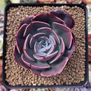 Echeveria 'Muesli' 3" Succulent Plant