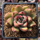 Echeveria Agavoides 'Martin' 2" Succulent Plant