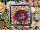 Echeveria 'Mina' 1" Small Succulent Plant