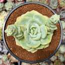 Echeveria 'Green Carla' 2"-3" Succulent Plant