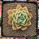 Echeveria Agavoides 'Raja' 3"-4" Succulent Plant