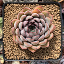 Echeveria 'Fiona' 3" Succulent Plant