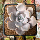 Echeveria 'Jin-Joo-Hee' 2"-3" Powdery Succulent Plant