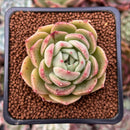 Echeveria 'Omphalos' 2" Succulent Plant