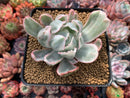 Echeveria 'Berkeley Light' Variegated 3" Succulent Plant