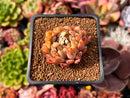 Echeveria Agavoides 'Anita' 1" Succulent Plant