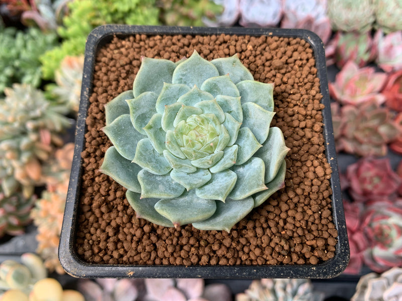pure succulents Echeveria 'Pure Love' 1