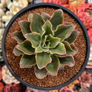 Echeveria 'Yamatoren' 4" Succulent Plant