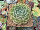Echeveria 'Onslow' 3" Succulent Plant