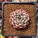 Echeveria Hybrid sp. 1" Succulent Plant