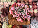 Echeveria 'Trumpet Pinky' 2" Succulent Plant