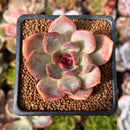 Echeveria 'Dark Chocolate' 2" Succulent Plant