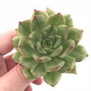 Echeveria Agavoides Eve Variegated 3” Rare Succulent Plant