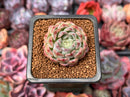 Echeveria 'Rismari' 1" Succulent Plant