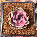 Echeveria 'Rainbow' 2" Succulent Plant