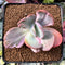 Echeveria 'Berserk' Variegated 2"-3" Cutting Succulent Plant