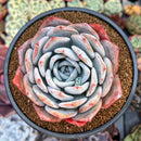 Echeveria 'Ivory' 4" Powdery Succulent Plant