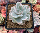Echeveria 'White Snow' Variegated 2"-3" Succulent Plant