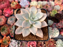 Graptopetalum 'Paraguayensis Awayuki' 2"-3" Succulent Plant