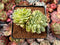 Echeveria 'Pansy' Crested 3" Succulent Plant