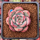 Echeveria 'Glam Pink' 1" Succulent Plant