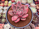 Echeveria 'Pink Champaign' 3"-4" Succulent Plant