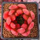 Echeveria 'Ferrari' 2" Succulent Plant