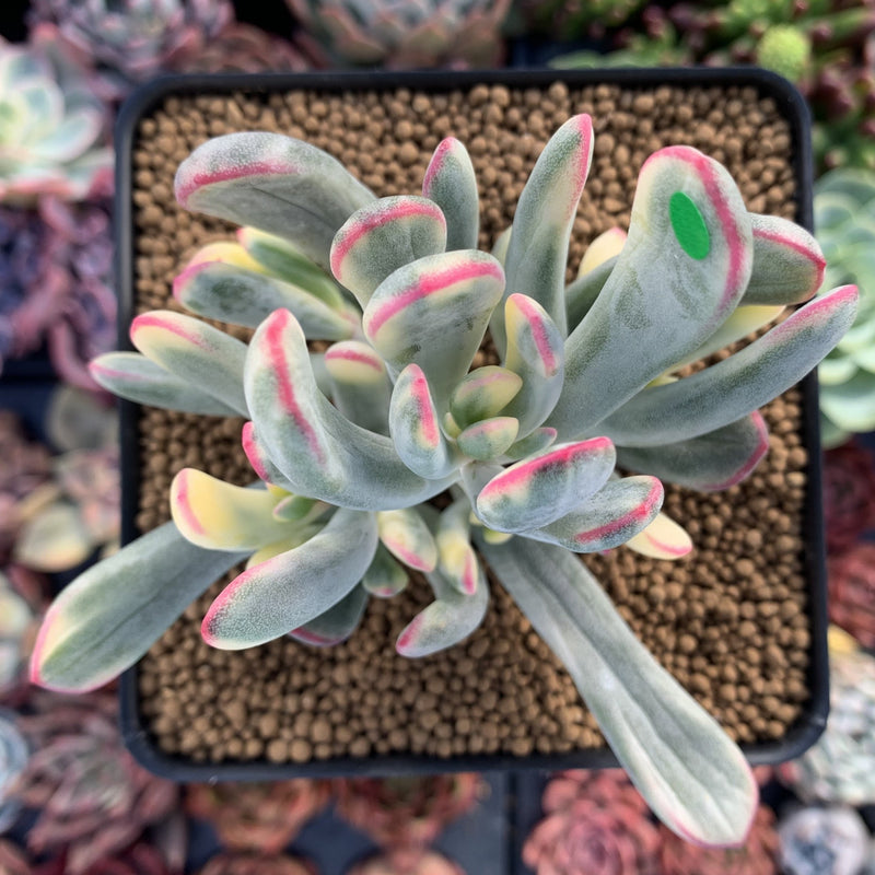 cotyledon orbiculata variegated succulent Cotyledon 'Orbiculata' Variegated 4" Succulent Plant