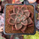 Echeveria Agavoides 'Pysche 2" Succulent Plant