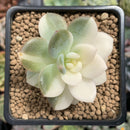 Echeveria 'Orange Monroe' Variegated 2" Succulent Plant