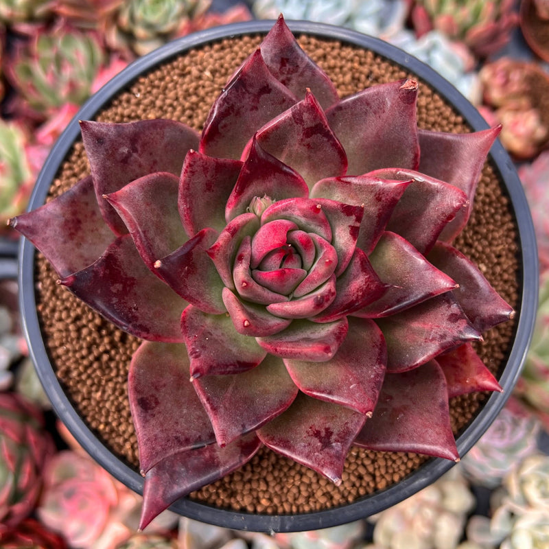 star shaped succulent plant Echeveria Agavoides 'Flower Star' 4" Succulent Plant – True Succulents Plant Co