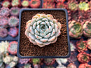 Echeveria 'White Zaragoza' 2" Powdery Succulent Plant