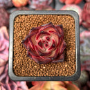 Echeveria Agavoides 'Taurus' 1" Succulent Plant