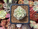 Echeveria 'Tango' Variegated 1" Succulent Plant
