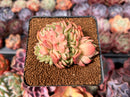 Echeveria 'Fabien' Crested 3" Succulent Plant