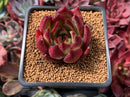 Echeveria Agavoides 'Electra' 2" Succulent Plant