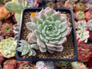 Echeveria 'Margaret' Variegated 3" Succulent Plant