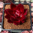 Echeveria Agavoides 'Luming' 2" Succulent Plant