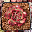 Echeveria Agavoides 'Tim' 3" Succulent Plant
