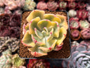 Echeveria 'Enfant' Variegated 3" Succulent Plant