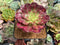 Aeonium 'Madrid' Variegated 3" Succulent Plant